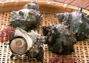 東京でシーシャとティーを楽しめるお店