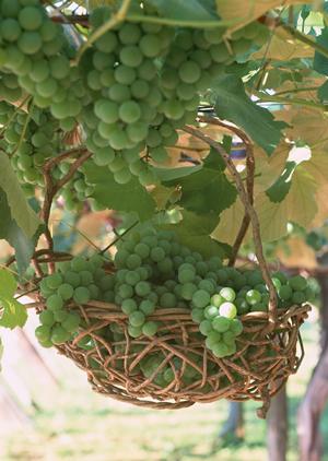 ドイツソーセージの通販で喜ばれる贈り物