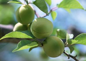 府中駅すぐ近くの都夏で楽しむ新鮮馬刺しと創作料理の魅力