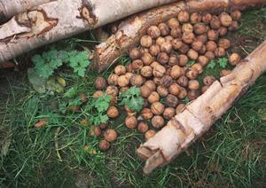 那覇の人気レストランアイランドグリルの魅力と詳細情報