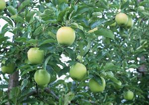 横浜駅徒歩5分にある中華料理店です
