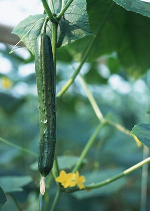 福岡県庁前店で味わう手頃な美味しさ｜ピザポケットの魅力